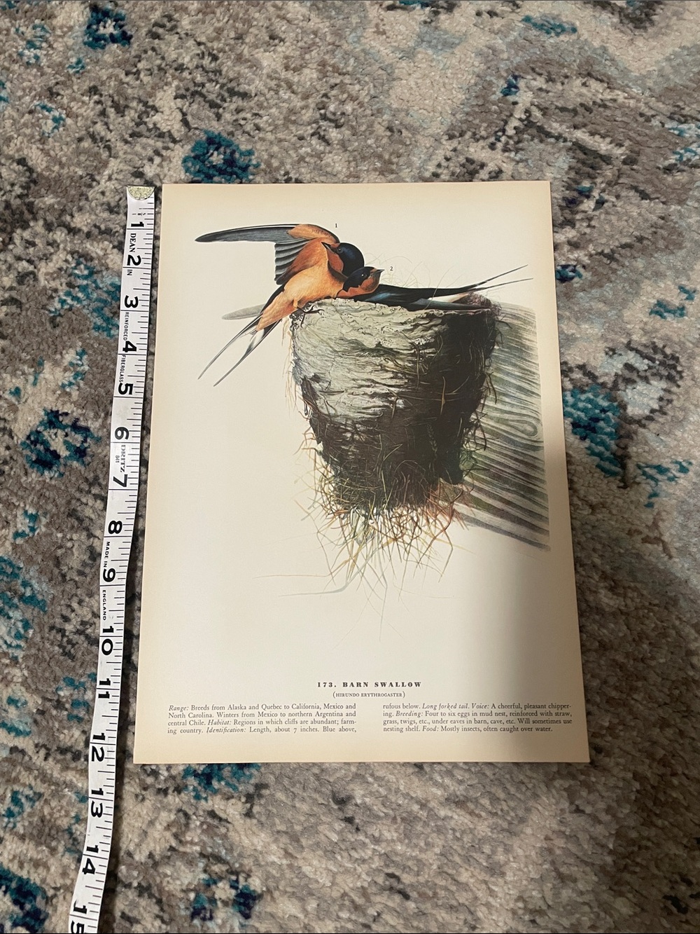 🖤5/$25 vintage barn swallow bird nest print - Picture 5 of 6